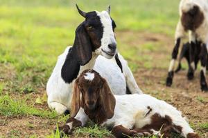 goats photo