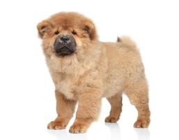 Chow-chow puppy