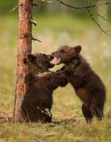 cachorros de oso pardo euroasiático (ursos arctos)