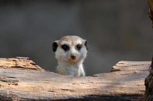 Meerkat peeping