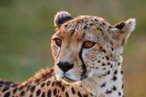 Cheetah portrait photo
