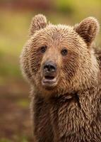 Eurasian brown bear (Ursos arctos) photo