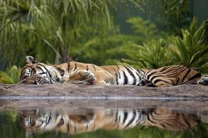 Tiger sleep