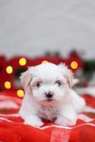 Maltese shih tzu Christmas puppy