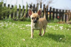 Chihuahua puppy photo