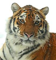 Siberian tiger photo