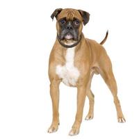 Perro boxer marrón se puso de pie sobre fondo blanco.