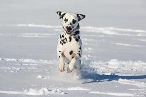 perro dálmata corriendo y saltando en la nieve foto