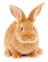 Rabbit photo