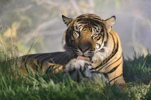 Tiger grooming