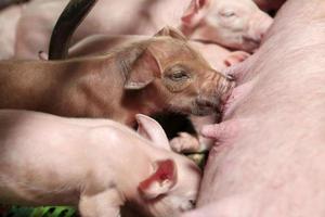 Little piglets suckling their mother photo