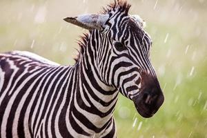 African plains zebra on the dry brown savannah grasslands browsing photo