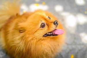 Pomeranian Dog photo