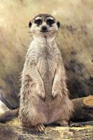 meerkat (Suricata suricatta) standing looking at the camera photo