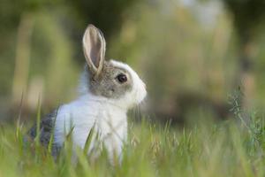 bebé conejo en pasto foto