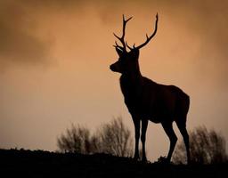 Red Deer Silhouette photo