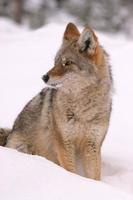 coyote en invierno foto
