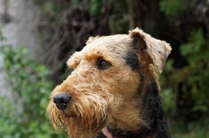 Our Airedale Terrier - Portrait