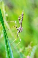 Empusa pennata mantis religiosa, insecto en la brizna de hierba