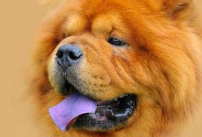 Red Chow photo
