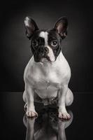 Foto de estudio de bulldog francés sobre fondo negro