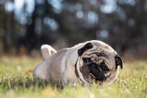 Pug lies on green grass in the park. photo