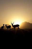 puesta de sol ciervos mula foto
