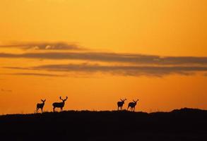 ciervos mula bucks en puesta de sol foto