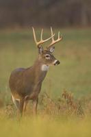 Whitetail buck looking for danger (vertical) photo
