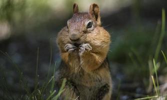 Golden mantled squirrel with cheeks full of food