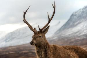 Scottish red stag photo