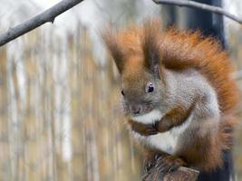 Eurasian red squirrel (Sciurus vulgaris) photo