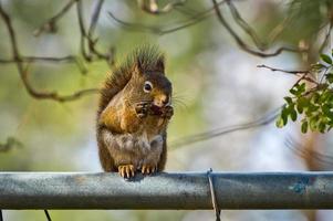 Squirrel Eating on Fence photo