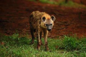 Hyenas photo