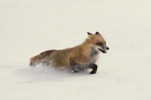Red Fox Running in Snow photo