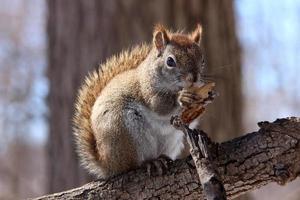 Red squirrel on branch