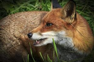Red Fox (Vulpes vulpes) photo