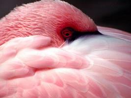 Shy Pink Flamingo photo