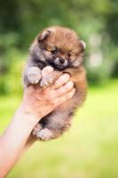 Pomeranian puppy in hand person