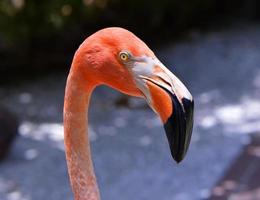 Caribbean flamingos Latin name Phoenicopterus ruber