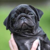 Little black pug puppy photo