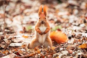 Red squirrel in the park photo