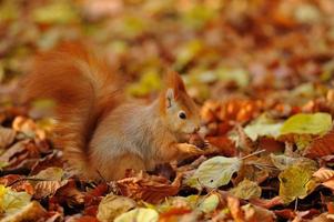 Red squirrel standing with hazelnut  on colorful leafs
