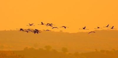 Wild greater flaminoges photo