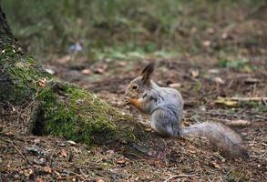 squirrel in the forest photo