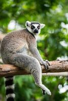lémur de cola anillada (lemur catta)