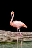 Flamingo Bird photo