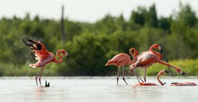 The flamingo runs on water with splashes