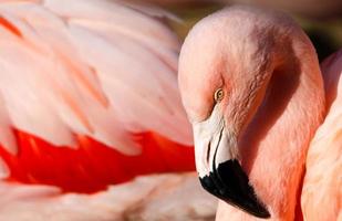 Flamingo Close-Up photo