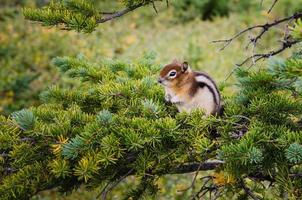 Small chipmunk sitting on a green tree photo